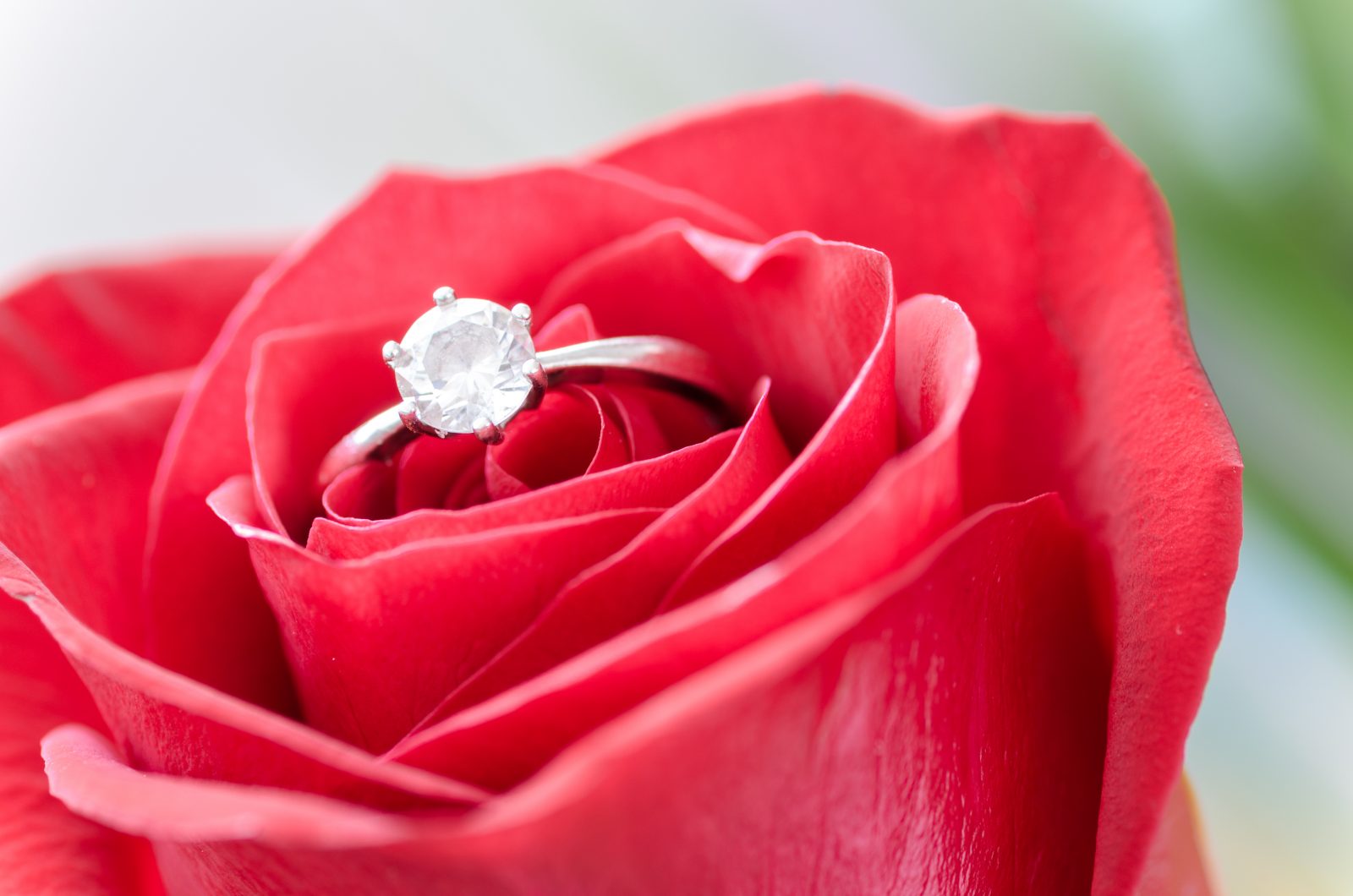 Silver diamond embed ring on red rose
