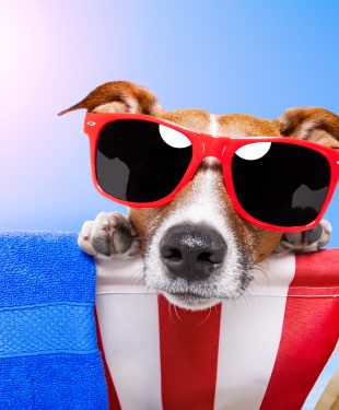 places to visit with pets